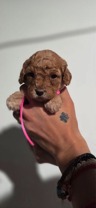 Piękna ciemna red brown kręcona cavapoo szkolenie rodowod wyprawka