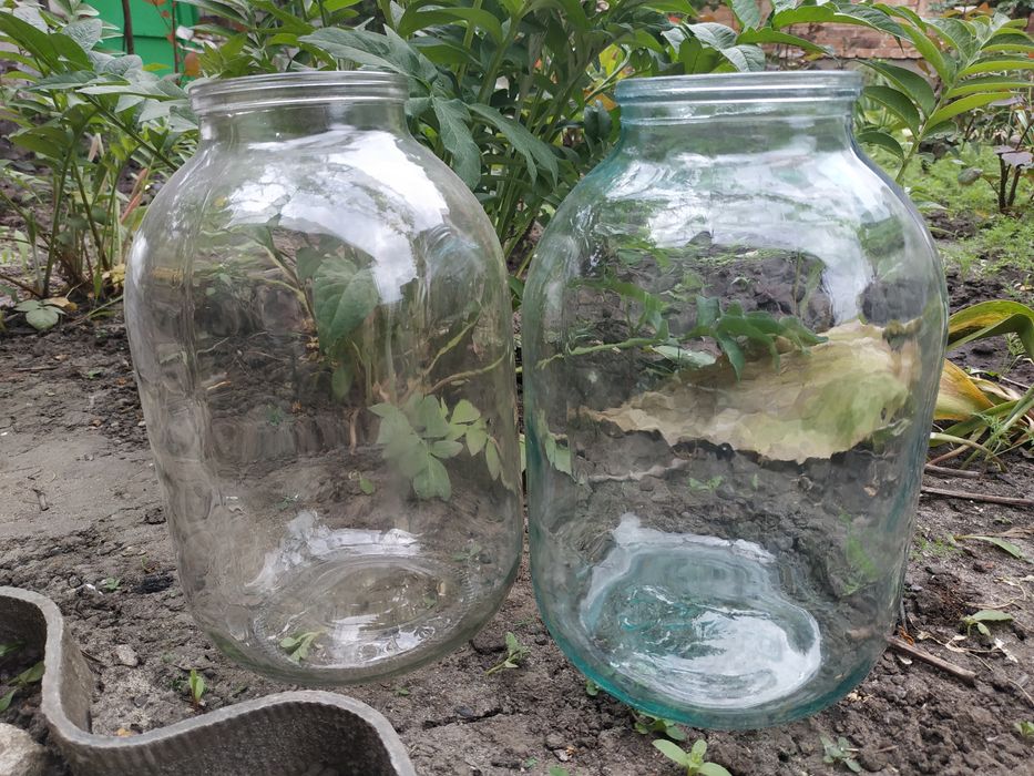 Продам банки 3 литра