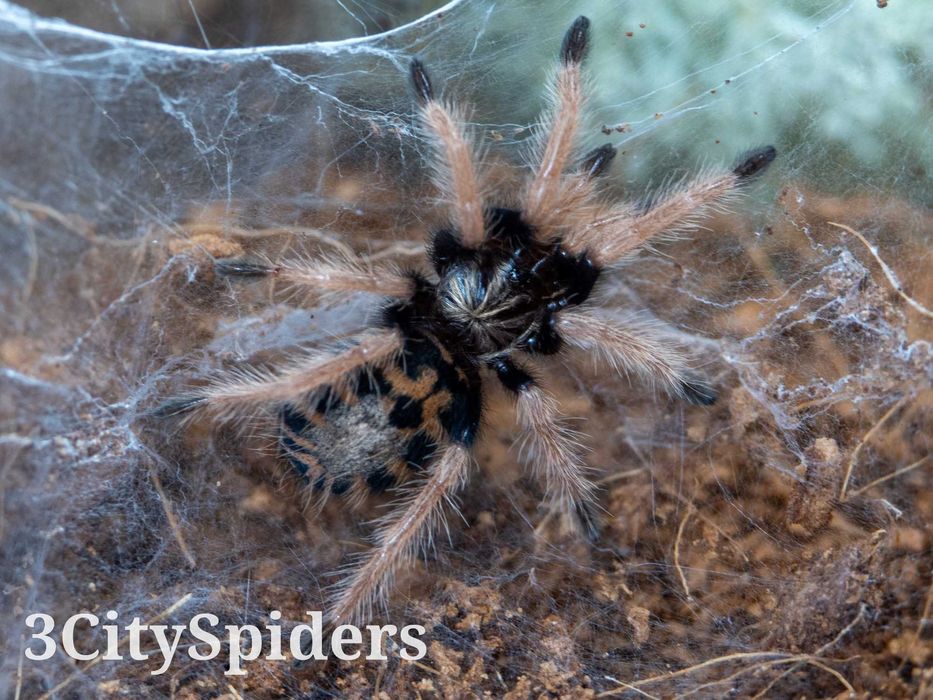 Chromatopelma cyaneopubescens L4 (3CitySpiders)