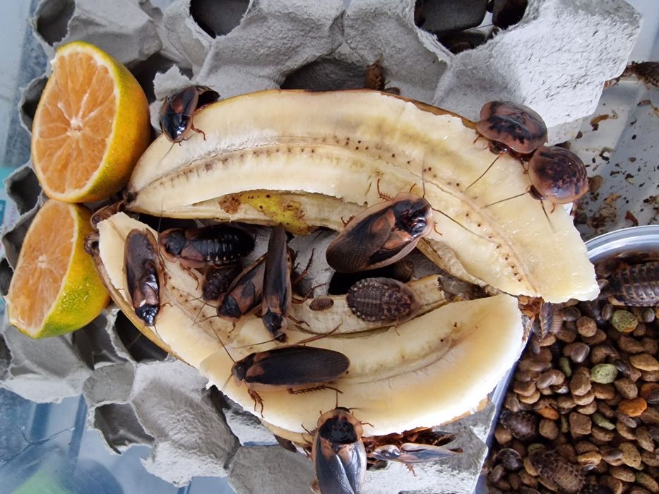 Alimento vivo, barata argentina (Blaptica Dubia)