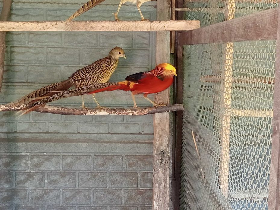 Bażanty złote bananowe srebrne