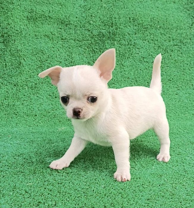 Чихуахуа девочки и мальчики минички