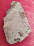 Fósseis trilobites bussaco