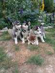 Sprzedam Pięknego szczeniaka rasy Syberian husky z rodowodem