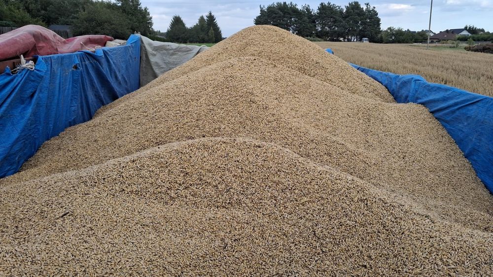 Jęczmień  jary czysty materiał