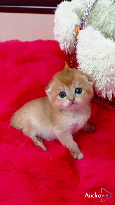 Девочка золотая шиншилла. Шотландская вислоухая