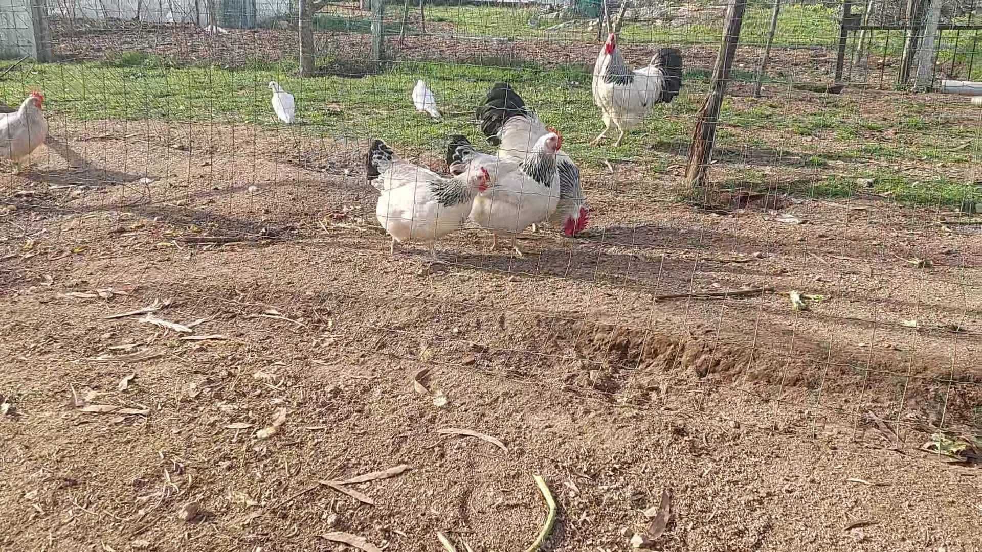 Vendo ovos, pintos e galinas de galinha de várias raças