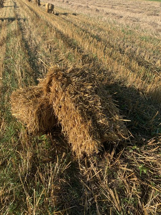 Солома свіжий врожай 2025 • Пшенична та вівсяна • с. Добросин