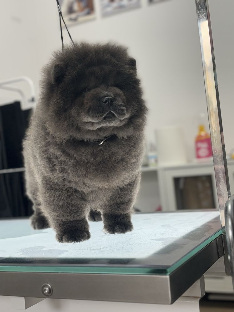 Chow chow sunia wybitna uroda !!
