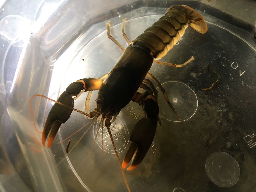 Rak Cherax Snowden