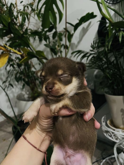 Chihuahua piesek krótkowłosy czekoladowy