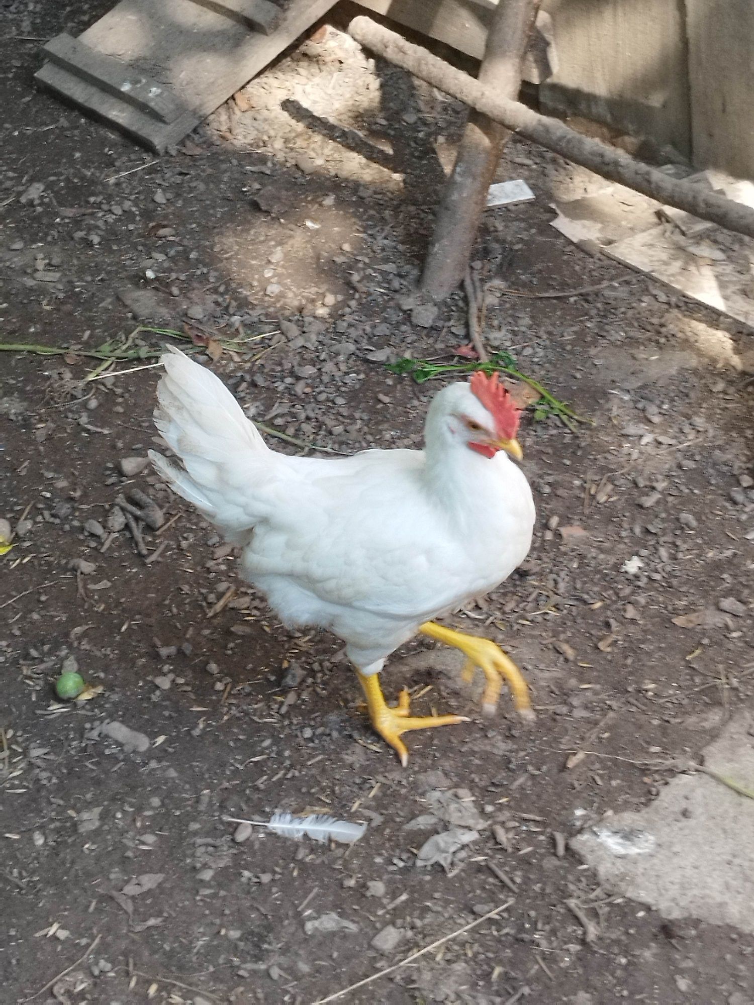 Kogut Koguty Leghorn Leghorny Czysto Rasowe