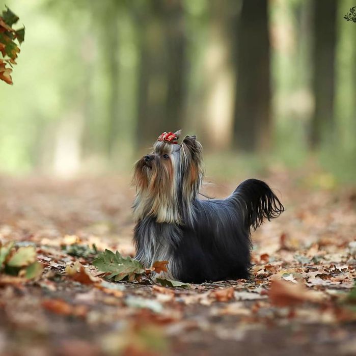 Мини  дочки и сыночек от папы Чемпиона !
