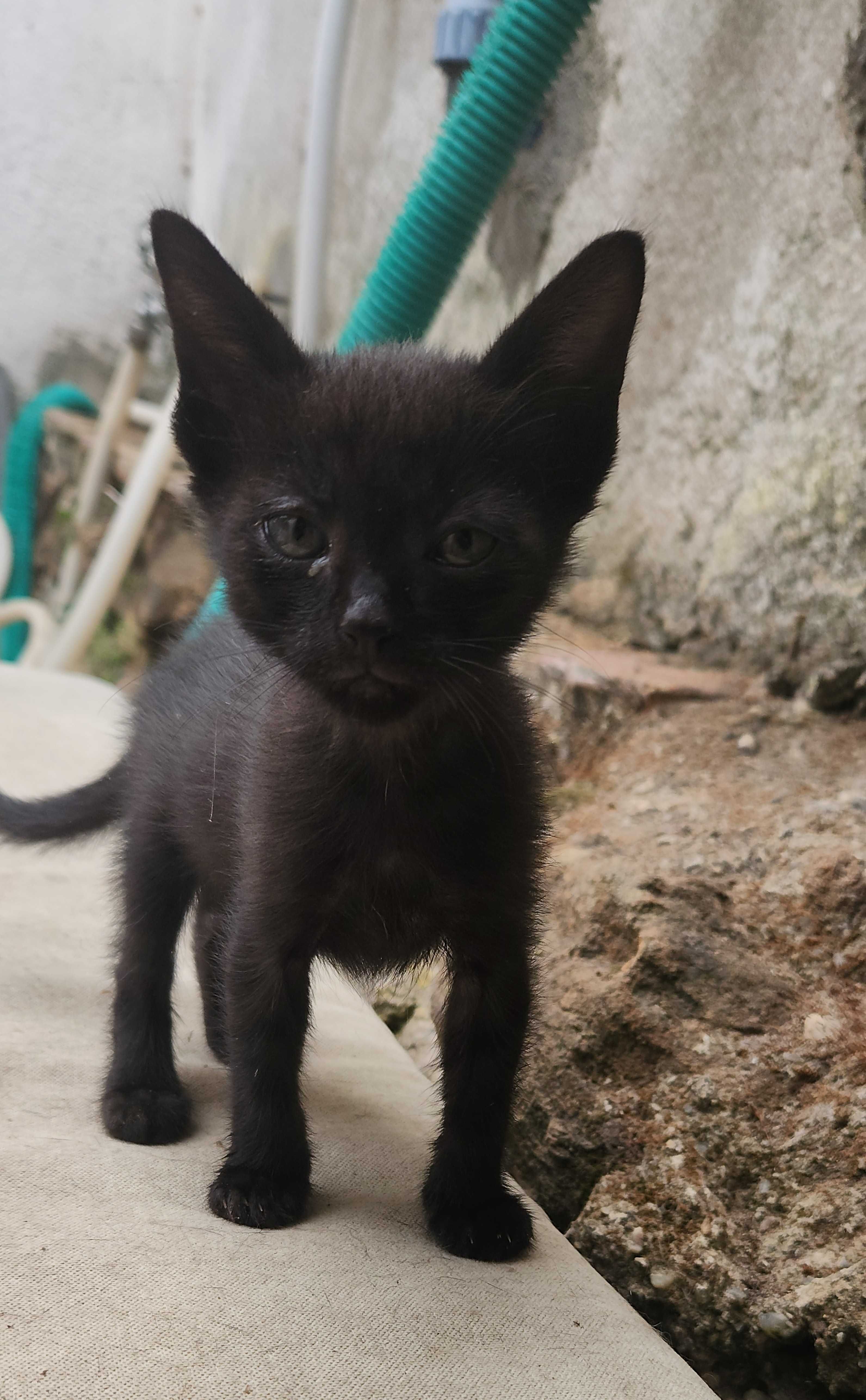 Gatinhos com quase dois meses para adoção