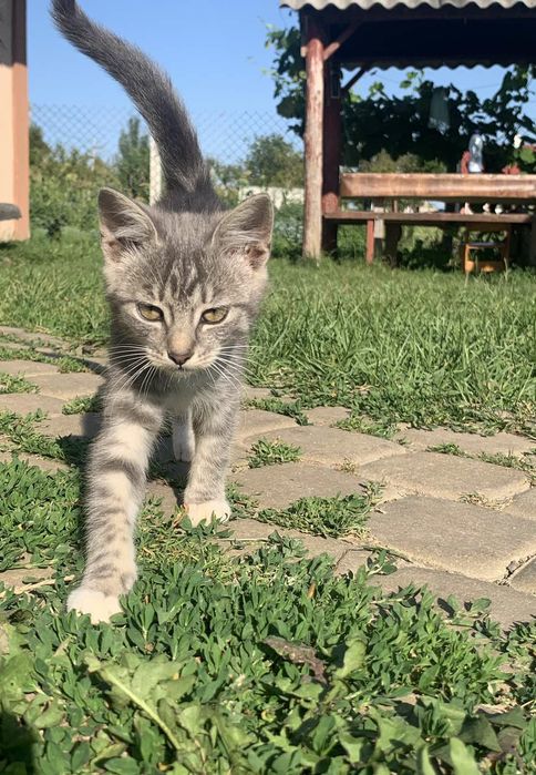 Віддам в добрі руки