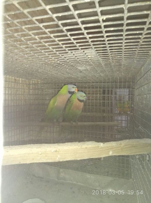 Папуги Рожeвогруді