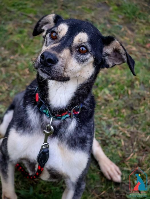 Ibis 246/23 - SZUKA DOMU!