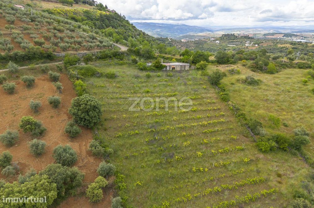 Terreno com olival, vinha e pastagem