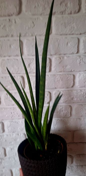 Продам сансев'єру Кіркі френдс