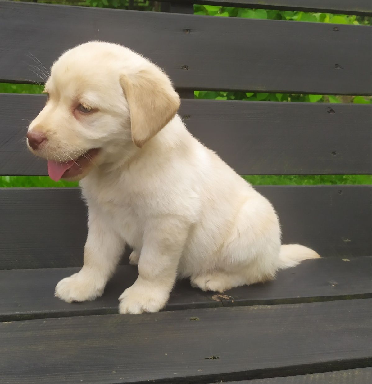 Labrador retriever