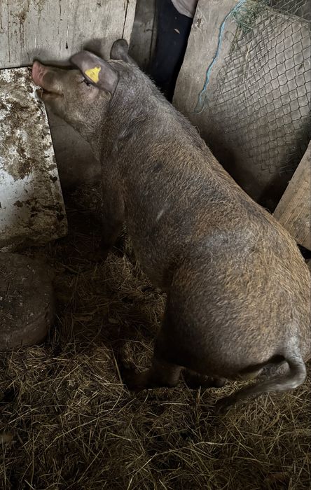 Vendo porca tracada a porco preto