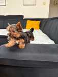 York Yorkshire terrier