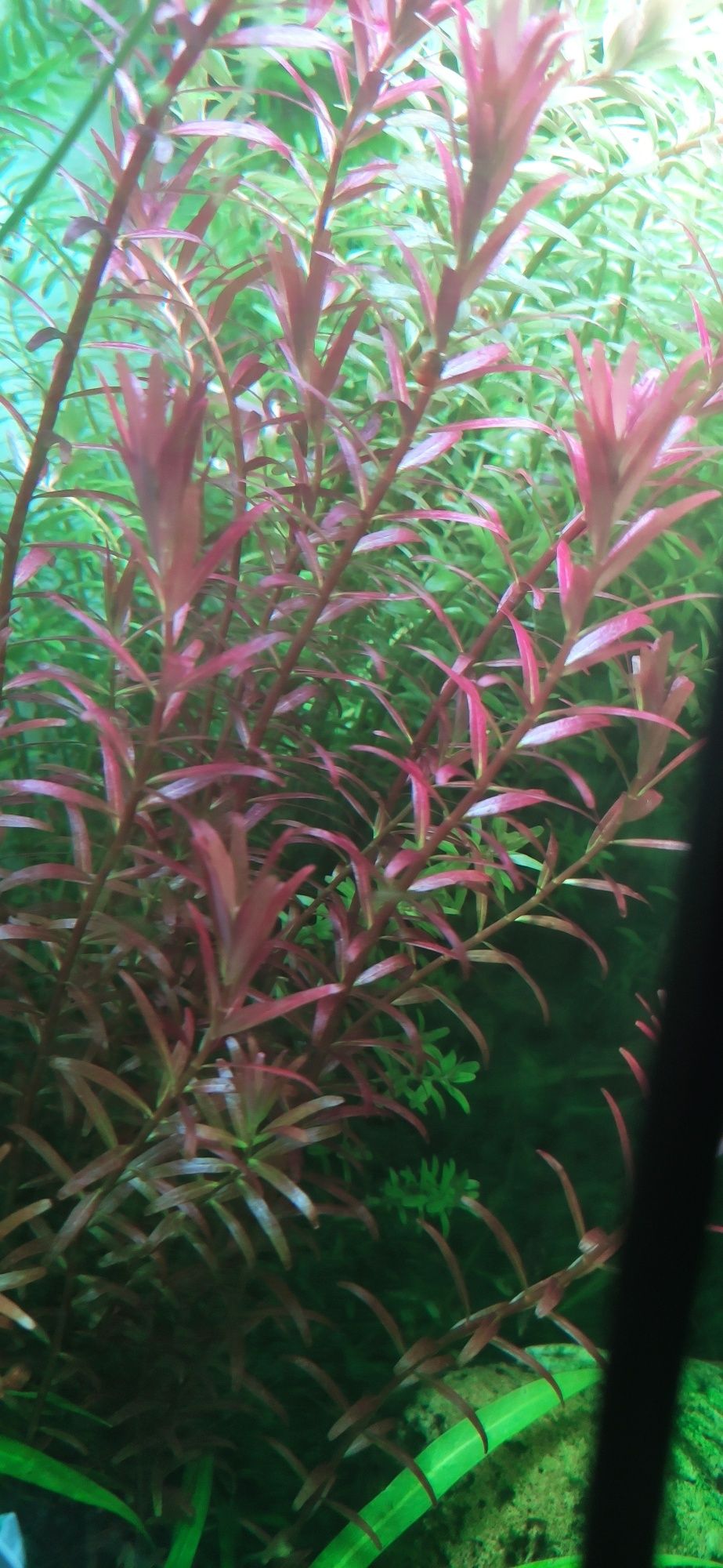 Rotala rotundifolia Blood Red Singapore