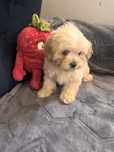 Maltipoo hybryda maltańczyk-pudel toy suczka