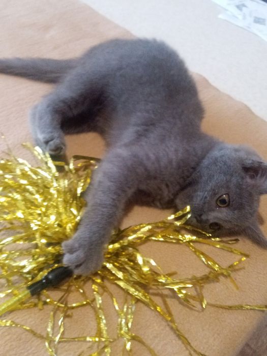 Маленьке чудове кошенятко в найкращу родину