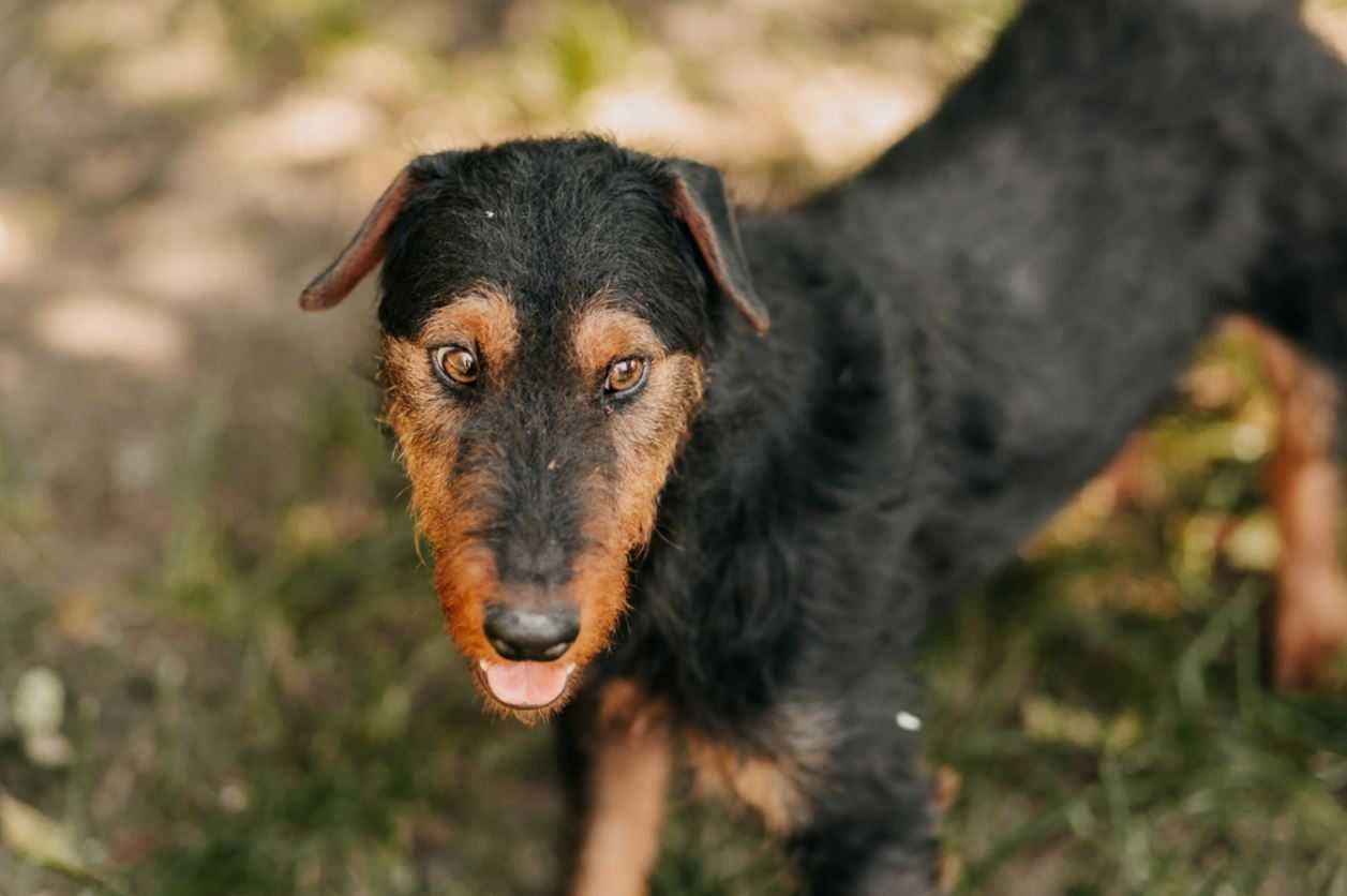 Młody Vermut w typie teriera szuka domu!!!