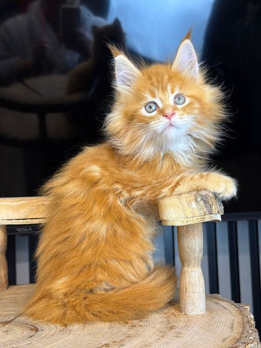 Мейн кун червоне золото хлопчик