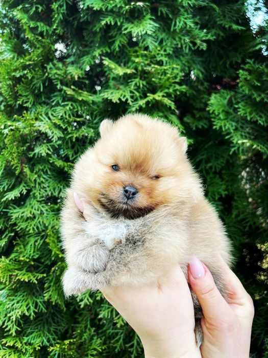 Szpic miniaturowy Pomeranian