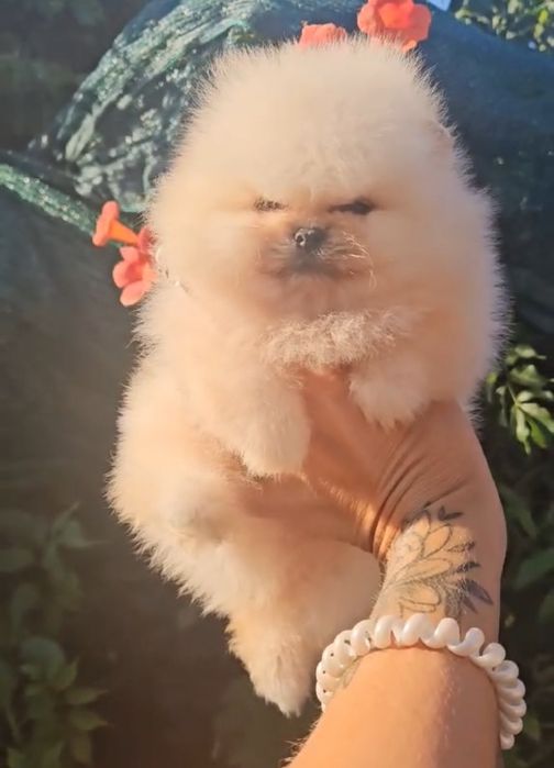 Девочки и мальчики. Померанци