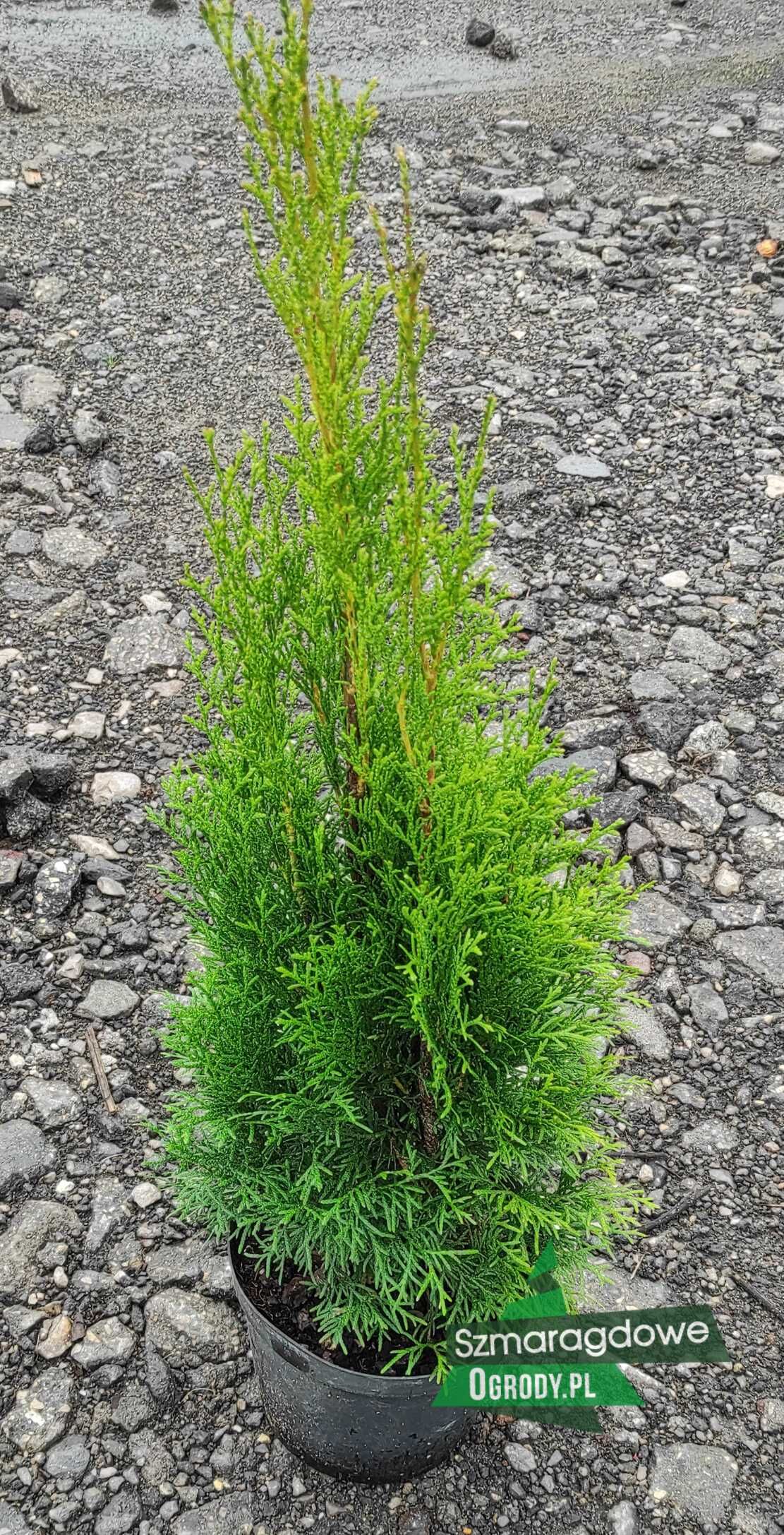 Tuja SZMARAGD thuja Smaragd C3 70-80cm GĘSTE sadzonki WYSYŁKA