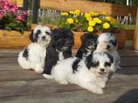 Maltipoo szczenię sunia