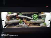 Terrarium 120x60x60 gotowe do zamieszkania