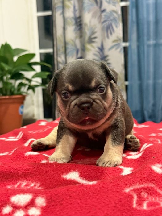 Buldogue Frances Black and Tan