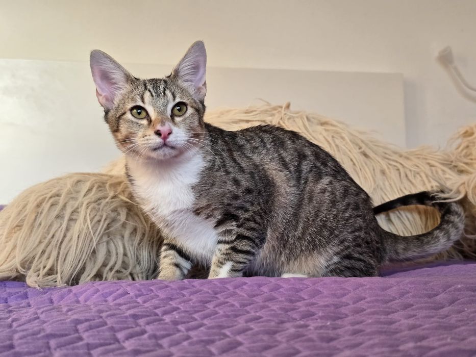 Nestor. Para adopção!