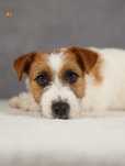 Jack Russell Terrier ZKwP FCI po spokojnych rodzicach