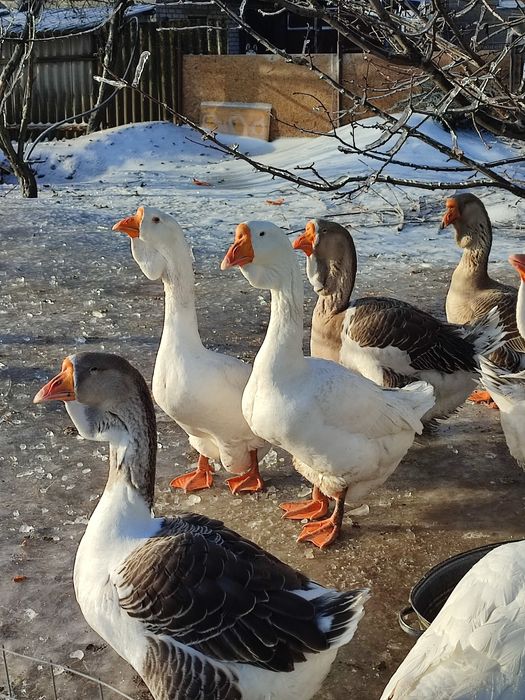 Продам гусей холмогорів та тульських горбоносих