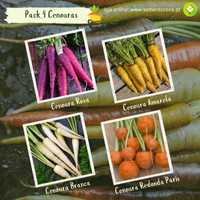 Cenouras - Kit 4 variedades raras - sementes