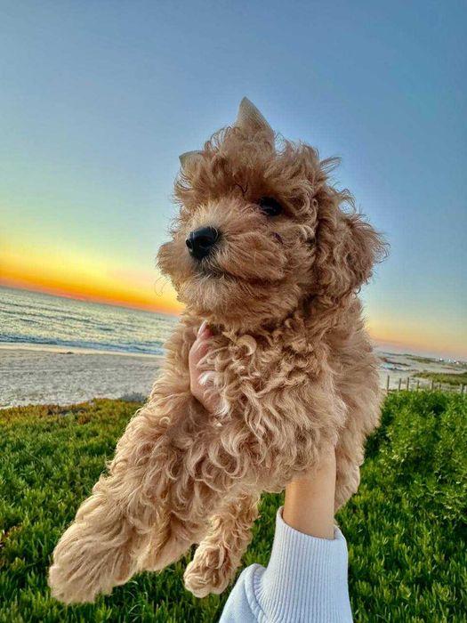Toy Caniche Mini Micro Menina Disponível