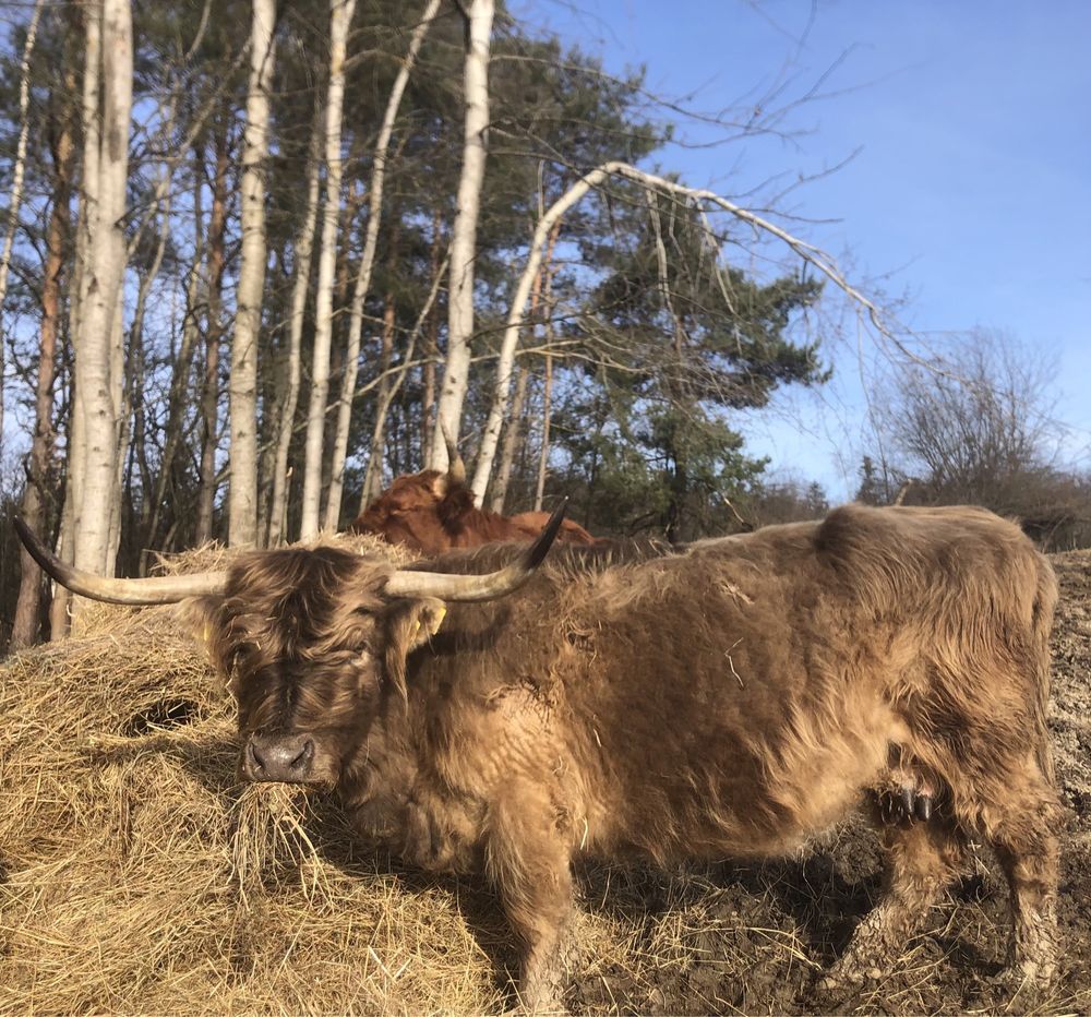 Bydło Szkockie Highland Cattle , Szkockie-Salers
