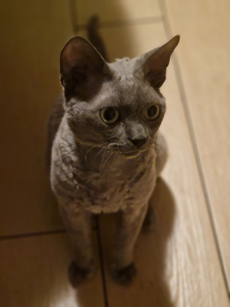 Reproduktor Devon Rex