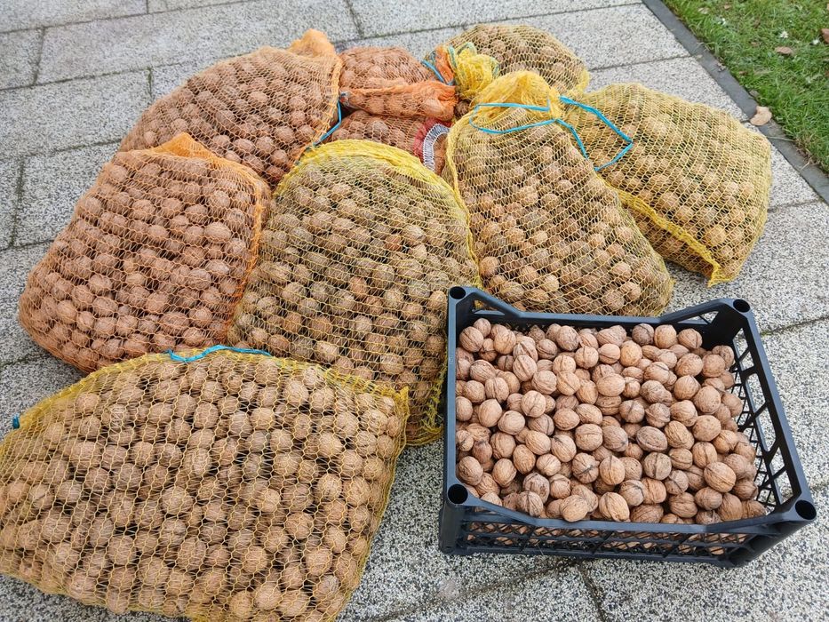 Orzechy włoskie tegoroczne