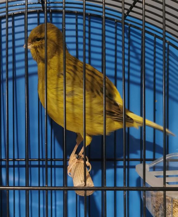 Últimos Canários Border