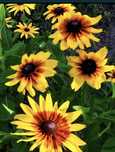 Rudbekia dwubarwna
