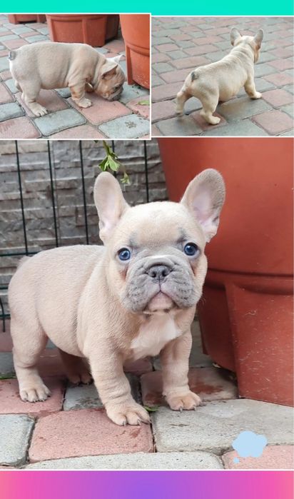 Ах, супер голубой малыш французик для вас!