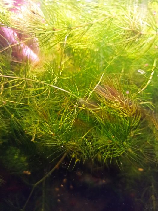 Rogatek roślina do akwarium