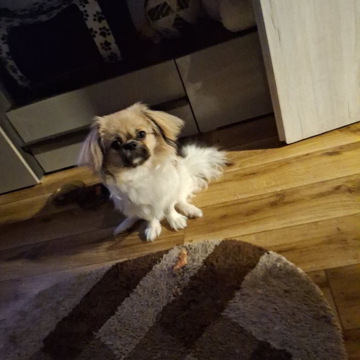 Mam pekińczyka samca.Przykro mi go oddać.Lecz jestem starsza kobieta i